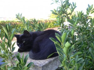Garten gut, alles gut. Diese Miesekatze genießt Mallorca