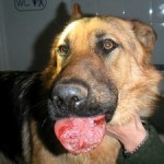 So riesig kann die Zunge nach Raupen-Kontakt anschwellen. Die dunkelroten Flecken sind Verätzungen. Dieser Hund muss unbedingt sofort zum Tierarzt.