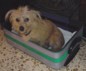 hund Kiari im Koffer