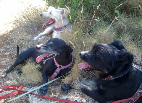 Ausgepowert: Drei aus der Villa Bunter Hund