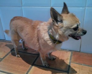 Chihuahua Opi musste ins Heim, er war zu alt