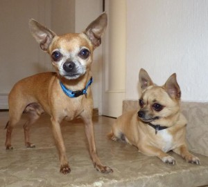 Zwei Chihuahuas