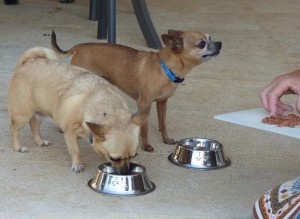Zwei Chihuahua-Hunde beim Tellertraining