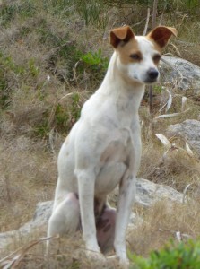 Ausgesetzter Hund auf Mallorca