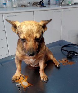 Alma, Hund aus Tierheim in der Tierarztpraxis