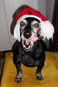 Hund Naddel mit Weihnachtsmütze
