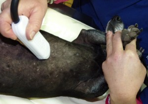 Hund bei Ultraschalluntersuchung