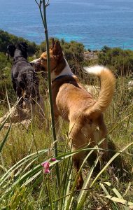 Hunde in freier Natur mit Gräsern