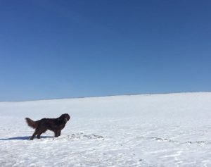 Hund Ayla im Schnee
