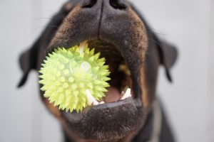 Hundeschnauze mit Ball