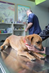 Hund auf Behandlungstisch in der Tierarztpraxis